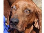 Adopt Davey ~ a Redbone Coonhound