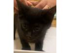 Adopt ARWEN a Domestic Short Hair