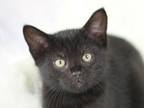 Adopt Inky - SEE ME @ PETCO! a Domestic Short Hair, Bombay
