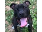 Adopt Peppercorn a Mixed Breed