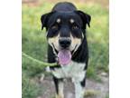 Adopt HEALY a Rottweiler, Mixed Breed