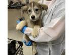 Adopt BOUDIN a Husky, Mixed Breed