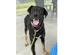 Adopt ROSCOE a Labrador Retriever, Mixed Breed