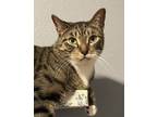 Adopt Basil a Domestic Short Hair