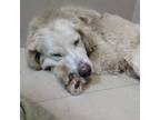 Adopt Wesley a Great Pyrenees