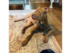 Adopt Hey Arnold a Pit Bull Terrier, Mixed Breed