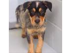 Adopt King George a Australian Cattle Dog / Blue Heeler