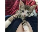 Adopt Tinker Toys 4 a Domestic Short Hair