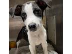Adopt Brennan a Pit Bull Terrier, German Shepherd Dog
