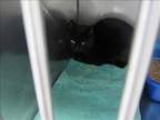 Adopt SHADOW a Domestic Short Hair