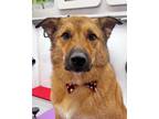 Adopt Luca a Mixed Breed