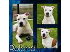 Adopt ROLAND a Staffordshire Bull Terrier, Mixed Breed