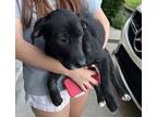 Adopt Dodge a Labrador Retriever, Mixed Breed