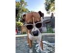 Adopt Hank a Basset Hound, Boxer