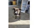 Adopt Muffin a Pit Bull Terrier, Mixed Breed