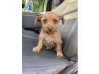 Adopt 55828940 a Terrier, Mixed Breed