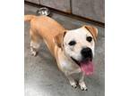 Adopt Dino a Pit Bull Terrier