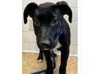 Adopt Havarti a Labrador Retriever, Mixed Breed