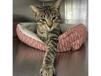 Adopt Zappa a Domestic Short Hair