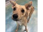 Adopt Poe a Shepherd