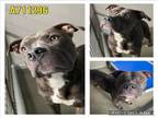 Adopt ROSCO a American Staffordshire Terrier