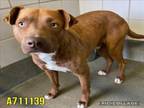 Adopt BROWNIE a American Staffordshire Terrier