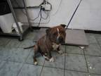 Adopt Dozer a Pit Bull Terrier, Mixed Breed