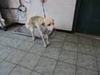 Adopt Rudy a Labrador Retriever, Mixed Breed