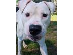 Adopt Hugo a Pit Bull Terrier, Mixed Breed