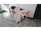Adopt Hugo a Pit Bull Terrier, Mixed Breed