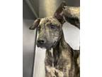 Adopt Bandit a Dutch Shepherd, Mixed Breed