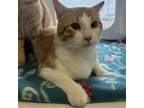 Adopt Blaze - RN a Domestic Short Hair