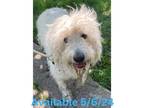 Adopt Dog Kennel #34 a Poodle, Mixed Breed