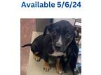 Adopt Dog Kennel #27 a Rottweiler, Mixed Breed