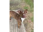 Adopt CHEWY a Staffordshire Bull Terrier, Boxer