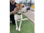 Adopt DUKE a Foxhound, Staffordshire Bull Terrier