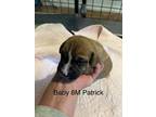 Adopt Prudence Puppy - Patrick a Boxer