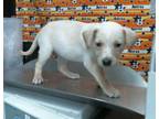 Adopt A1937457 a Labrador Retriever, Mixed Breed
