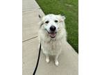Adopt BRUTUS a Great Pyrenees, Mixed Breed