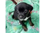 Adopt Oliver a Mixed Breed