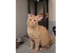 Adopt OATMEAL a Domestic Short Hair