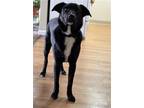 Adopt GHOST a Labrador Retriever, Collie