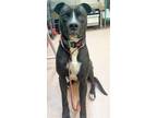 Adopt KNIGHT a American Staffordshire Terrier, Mixed Breed