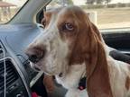 Adopt Duke a Basset Hound