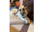 Adopt Tundra a German Shepherd Dog