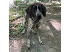 Adopt Wilkes a English Coonhound