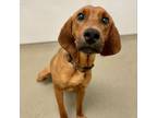 Adopt Mr Hamilton a English Coonhound