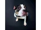 Adopt DA 5 Buggie a Boxer, Pit Bull Terrier
