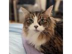 Adopt Buddy - Available from Foster a Domestic Medium Hair