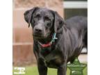 Adopt Sherlock Bones a Chocolate Labrador Retriever